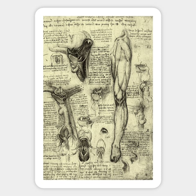 Human Anatomy Leg and Larynx by Leonardo da Vinci Sticker by MasterpieceCafe